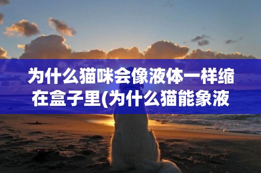 為什么貓咪會像液體一樣縮在盒子里(為什么貓能象液體一樣縮在小盒子里面) 