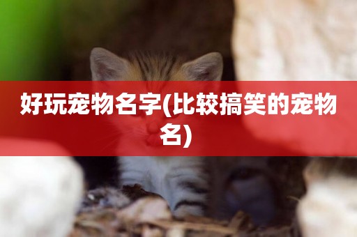 好玩寵物名字(比較搞笑的寵物名) 