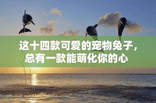 這十四款可愛的寵物兔子，總有一款能萌化你的心 
