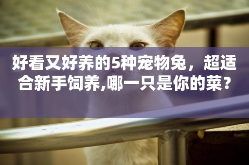 好看又好養的5種寵物兔，超適合新手飼養,哪一只是你的菜？ 