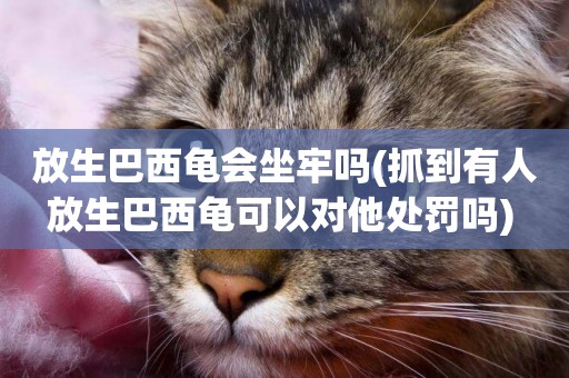 放生巴西龜會坐牢嗎(抓到有人放生巴西龜可以對他處罰嗎) 