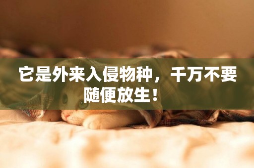 它是外來入侵物種，千萬不要隨便放生！ 