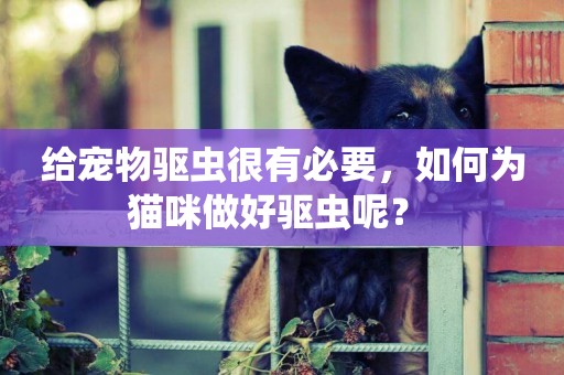 給寵物驅蟲很有必要，如何為貓咪做好驅蟲呢？ 