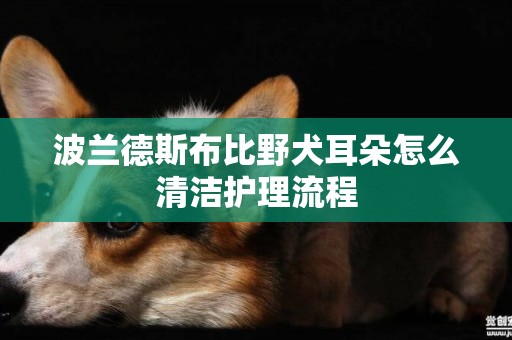 波蘭德斯布比野犬耳朵怎么清潔護理流程