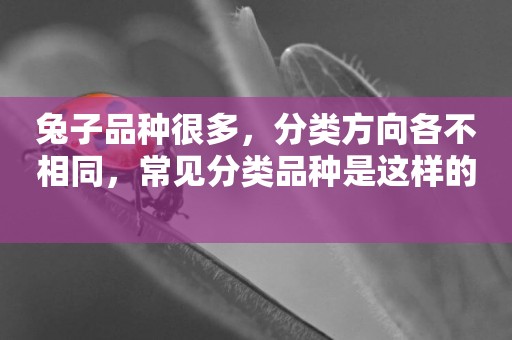 兔子品種很多，分類方向各不相同，常見分類品種是這樣的 
