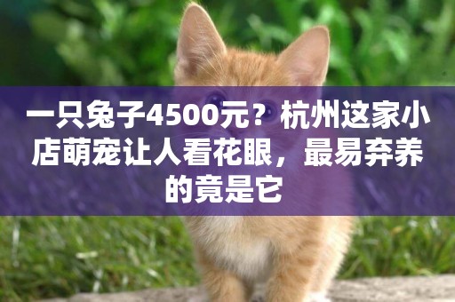 一只兔子4500元？杭州這家小店萌寵讓人看花眼，最易棄養的竟是它 