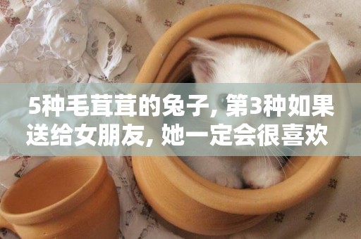 5種毛茸茸的兔子, 第3種如果送給女朋友, 她一定會很喜歡 