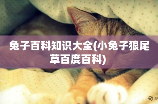 兔子百科知識大全(小兔子狼尾草百度百科) 