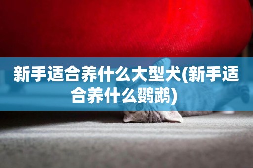 新手適合養什么大型犬(新手適合養什么鸚鵡) 