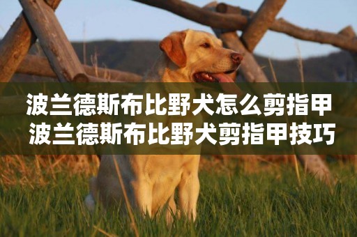 波蘭德斯布比野犬怎么剪指甲 波蘭德斯布比野犬剪指甲技巧