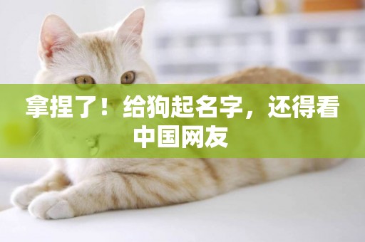 拿捏了！給狗起名字，還得看中國網友 
