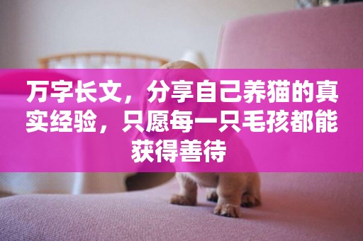 萬字長文，分享自己養貓的真實經驗，只愿每一只毛孩都能獲得善待 