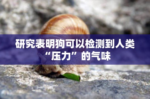 研究表明狗可以檢測到人類“壓力”的氣味 