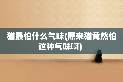 貓最怕什么氣味(原來貓竟然怕這種氣味啊) 