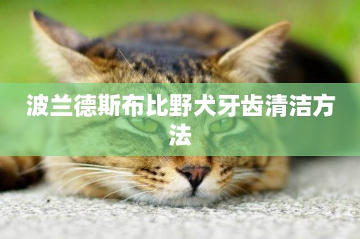 波蘭德斯布比野犬牙齒清潔方法
