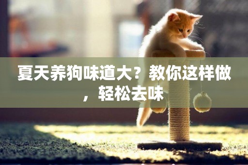 夏天養狗味道大？教你這樣做，輕松去味 