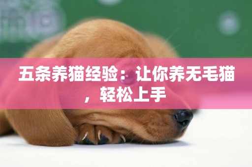 五條養貓經驗：讓你養無毛貓，輕松上手 