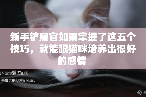 新手鏟屎官如果掌握了這五個技巧，就能跟貓咪培養出很好的感情 
