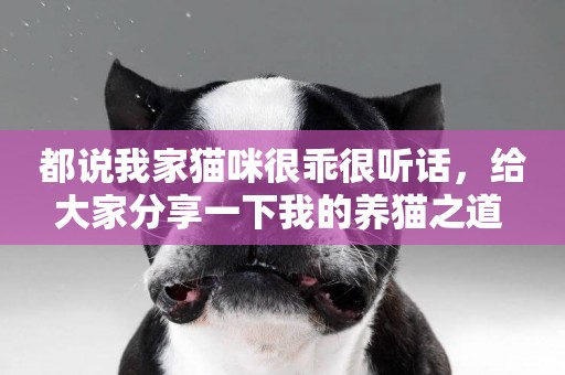 都說我家貓咪很乖很聽話，給大家分享一下我的養貓之道 