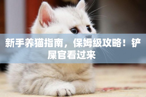 新手養貓指南，保姆級攻略！鏟屎官看過來 