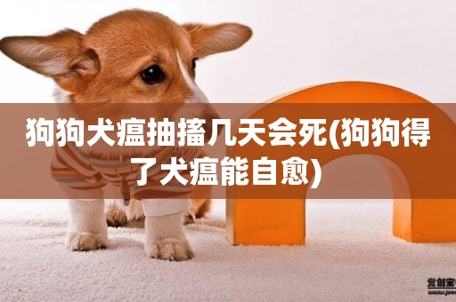 狗狗犬瘟抽搐幾天會死(狗狗得了犬瘟能自愈) 