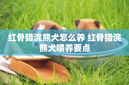 紅骨獵浣熊犬怎么養 紅骨獵浣熊犬喂養要點