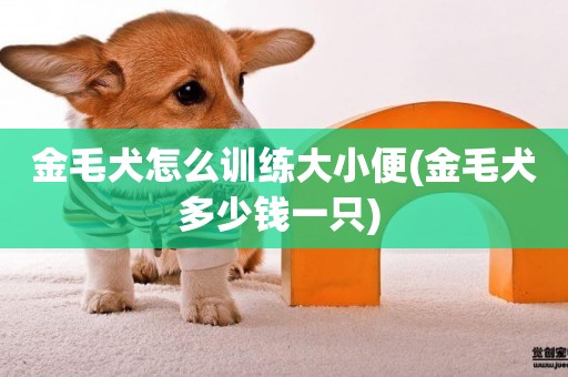 金毛犬怎么訓練大小便(金毛犬多少錢一只) 