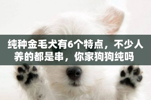純種金毛犬有6個特點，不少人養的都是串，你家狗狗純嗎 