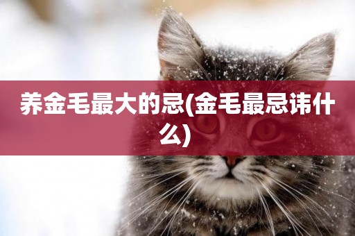 養金毛最大的忌(金毛最忌諱什么) 