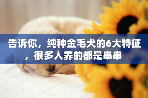 告訴你，純種金毛犬的6大特征，很多人養的都是串串 