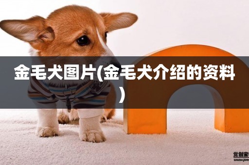 金毛犬圖片(金毛犬介紹的資料) 