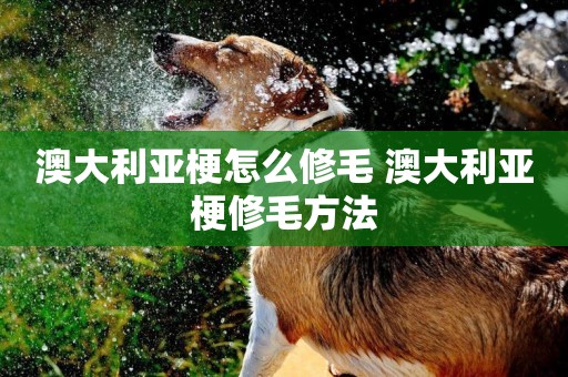 澳大利亞梗怎么修毛 澳大利亞梗修毛方法