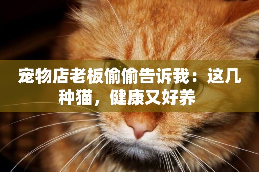 寵物店老板偷偷告訴我：這幾種貓，健康又好養 