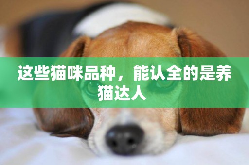 這些貓咪品種，能認全的是養貓達人 