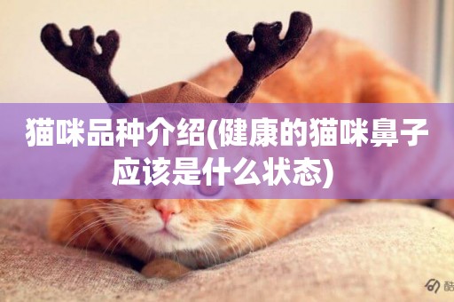 貓咪品種介紹(健康的貓咪鼻子應該是什么狀態) 