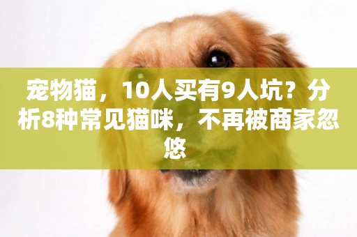 寵物貓，10人買有9人坑？分析8種常見貓咪，不再被商家忽悠 