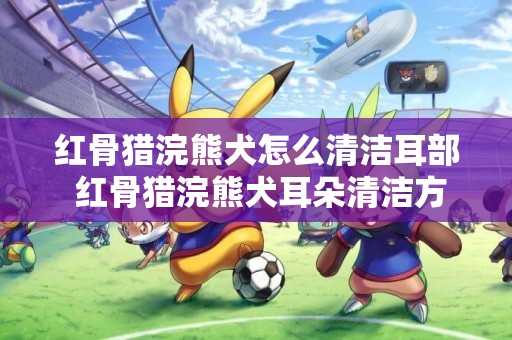 紅骨獵浣熊犬怎么清潔耳部 紅骨獵浣熊犬耳朵清潔方法