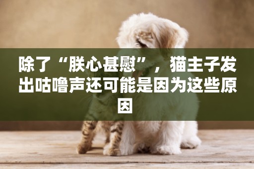 除了“朕心甚慰”，貓主子發出咕嚕聲還可能是因為這些原因 