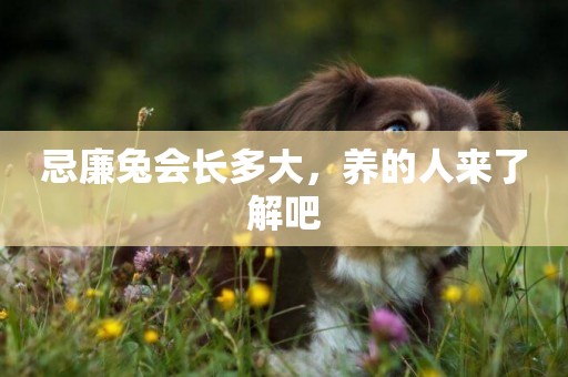忌廉兔會長多大，養的人來了解吧
