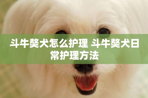 斗牛獒犬怎么護理 斗牛獒犬日常護理方法