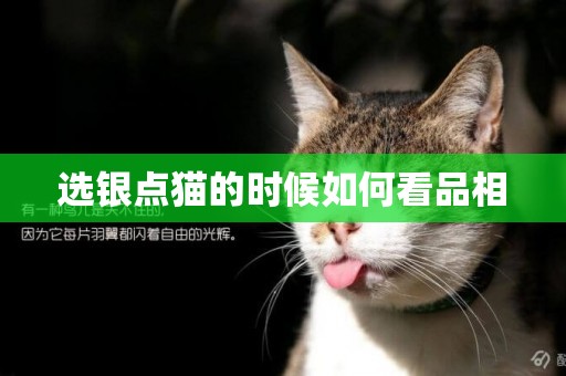 選銀點貓的時候如何看品相