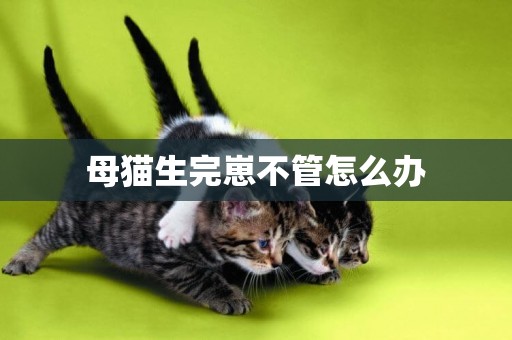母貓生完崽不管怎么辦
