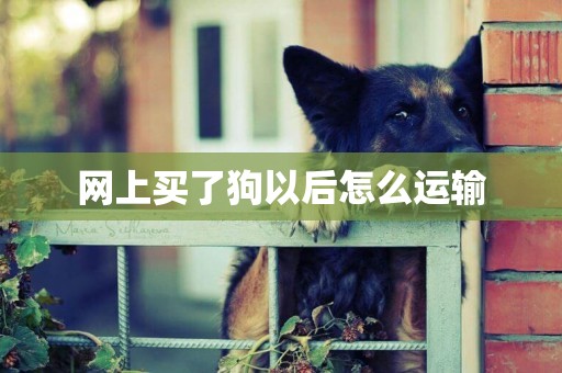 網上買了狗以后怎么運輸