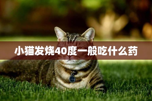 小貓發燒40度一般吃什么藥