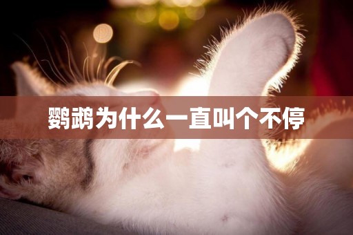 鸚鵡為什么一直叫個不停