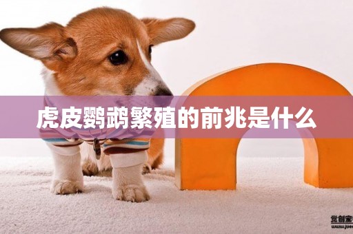 虎皮鸚鵡繁殖的前兆是什么