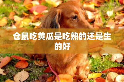 倉鼠吃黃瓜是吃熟的還是生的好