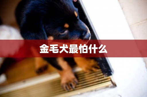 金毛犬最怕什么