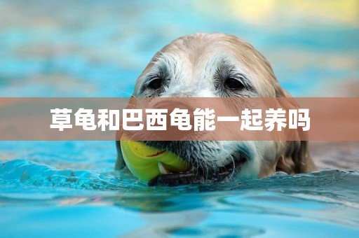 草龜和巴西龜能一起養嗎