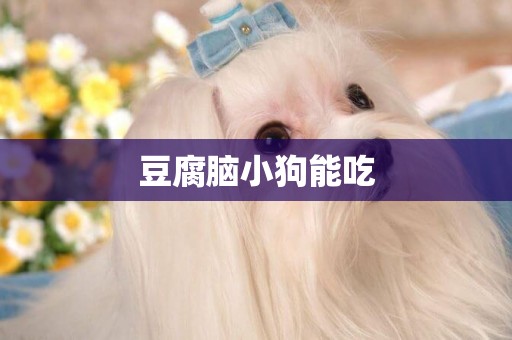 豆腐腦小狗能吃
